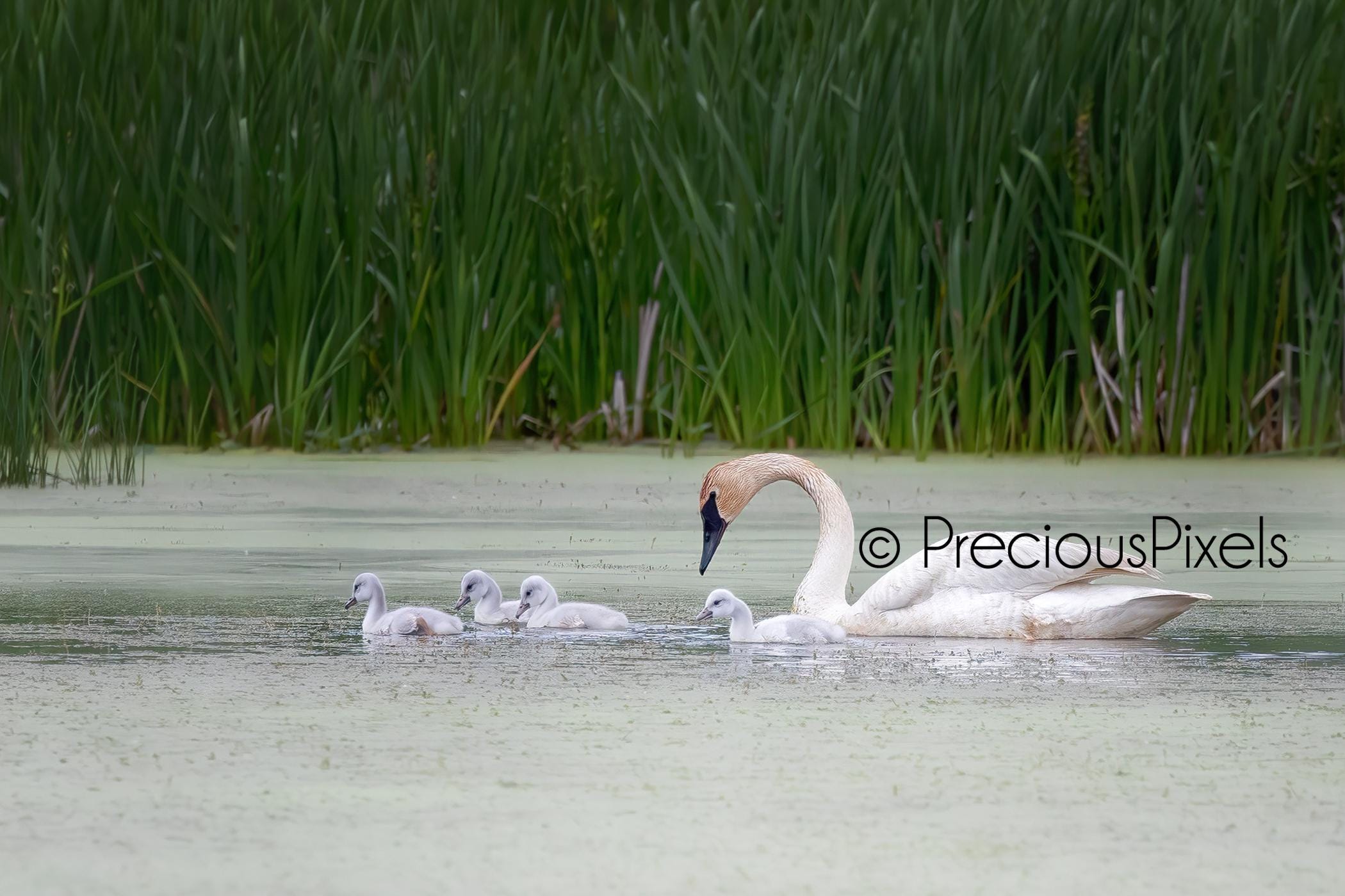 Trumpeter Swan & Cygnets Photo Note Card; Swan Greeting Card; Mother's ...
