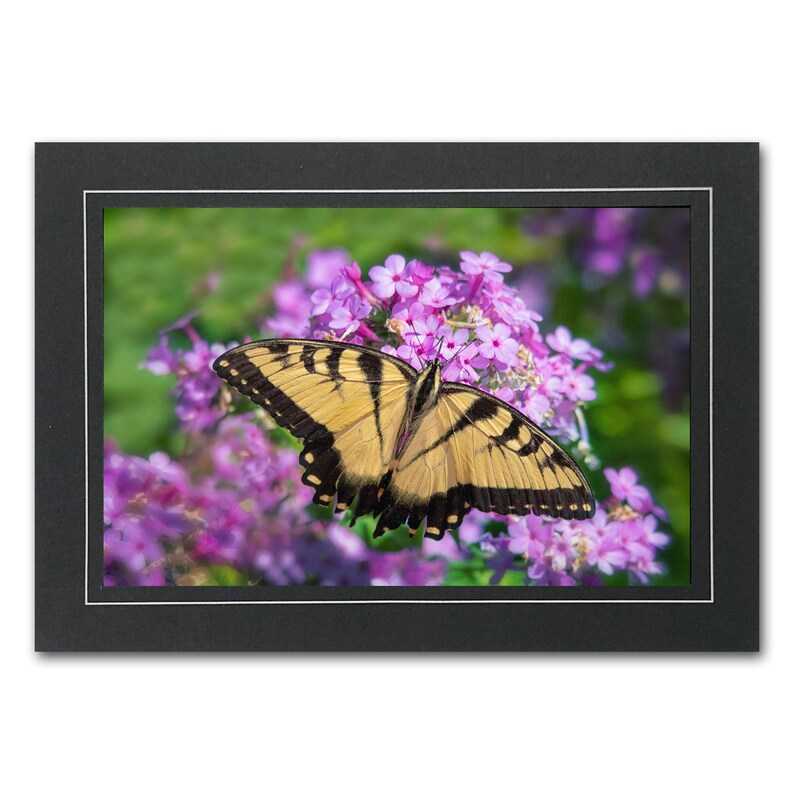 Butterfly Photo Note Card; Swallowtail Photo Greeting Card; Handmade ...