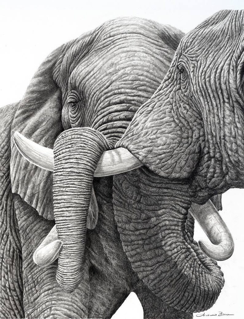 May include: A black and white pencil drawing of two elephants with their trunks intertwined. The elephants are drawn in a realistic style, with detailed wrinkles and textures on their skin.