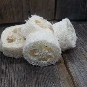 May include: A close-up of four natural loofah sponges, white in colour, arranged on a weathered wooden surface. The loofahs are dried and ready to use for bathing or cleaning.