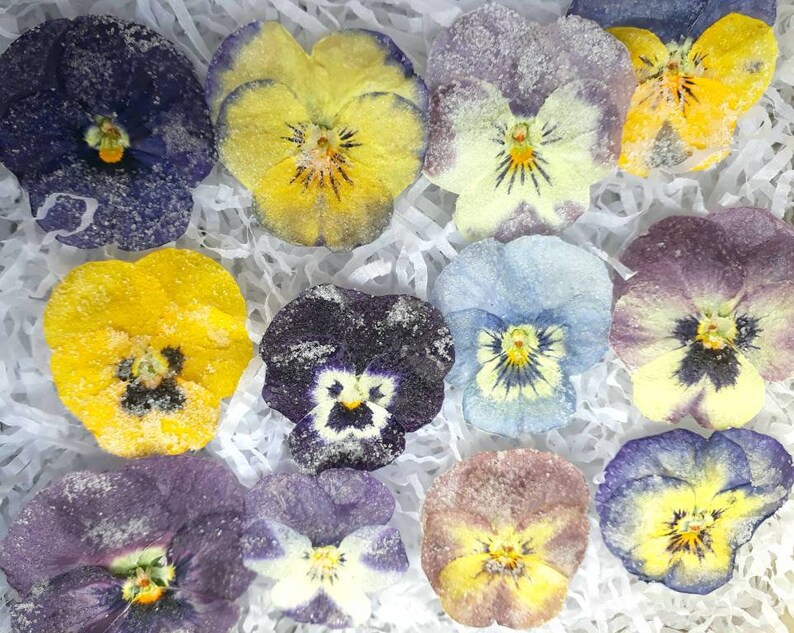 12 Vegan Organic Crystallised Viola Flowers New Season Etsy