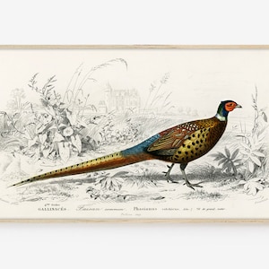Frame TV Art, Samsung Frame TV Art, Digital Download, Vintage, bird, quail, Vintage, spring, Audubon, antique, classic