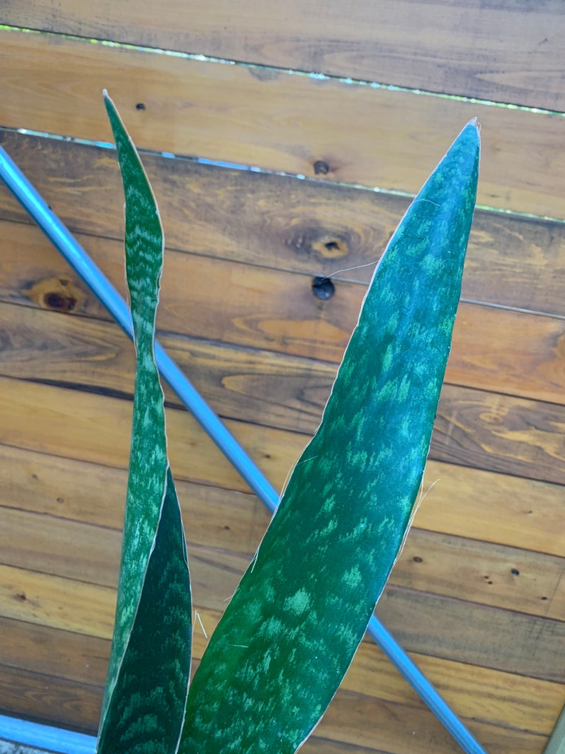 RARE extra large Sansevieria aubrytiana aubry tiana ...