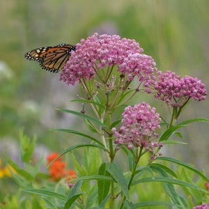 Swamp milkweed (Asclepias incarnata)