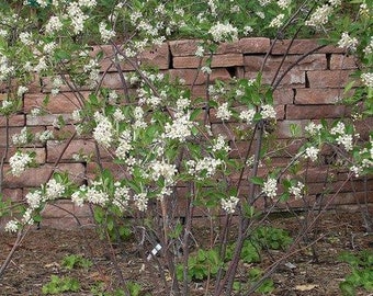 Chokeberry (Aronia arbutifolia) 3-pack tubelings