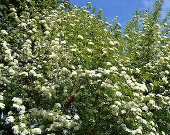 Blackhaw (Viburnum prunifolium)