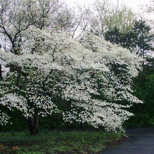 May include: A large tree with abundant white blossoms, set against a backdrop of green foliage and a dark asphalt road. The tree's branches are laden with delicate, clustered flowers, creating a striking contrast.