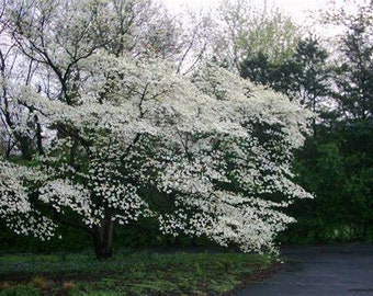 Flowering Dogwood (Cornus florida)