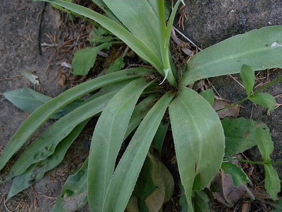 American agave, False aloe (Agave virginica)