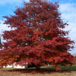 Northern Red Oak Quercus rubra image 1