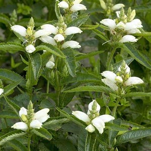 May include: Close-up of white Obedient Plant flowers with green foliage. The flowers have a unique shape with a central spike and delicate petals. The leaves are a vibrant green, creating a lush, natural scene.