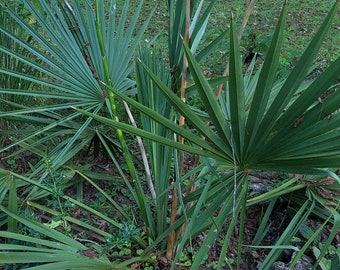 Dwarf palmetto (Sabal minor)