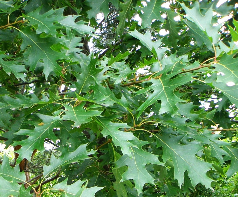 Northern Red Oak Quercus rubra image 2