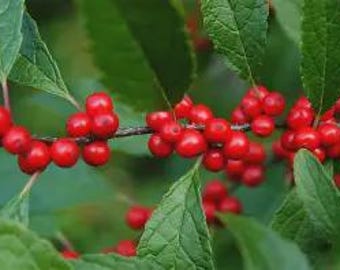 Winter Red Winterberry (Ilex verticillata "Winter Red")