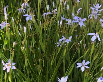 Blue-eyed Grass (Sisyrinchium angustifolium)