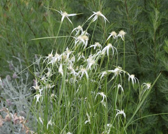 White topped sedge (Rhyncospora colorata)