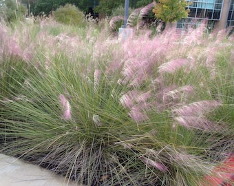 Pink Muhley grass (Muhlenbergia capillaris)