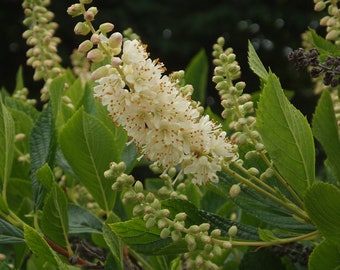 Peut inclure: Gros plan d'une plante fleurie avec des fleurs blanches regroupées et de petits bourgeons non éclos. Les fleurs présentent de minuscules taches brunes et sont entourées de feuilles vertes vives. L'arrière-plan est vert foncé.