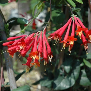 Coral Honeysuckle (Lonicera sempervirens 'Major Wheeler')