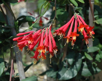 Coral Honeysuckle (Lonicera sempervirens 'Major Wheeler')