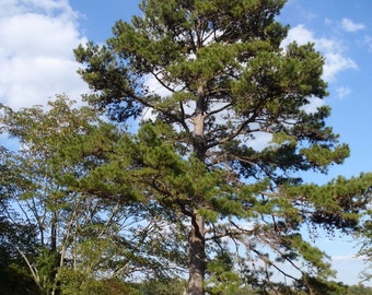 Loblolly Pine (Pinus taeda)