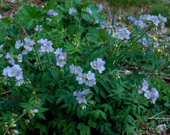 Jacob's ladder (Polemonium reptans)