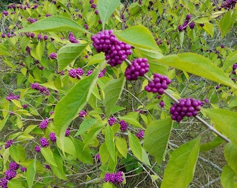 American beautyberry (Callicarpa americana)