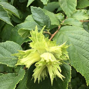 American Hazelnut (Corylus americana)