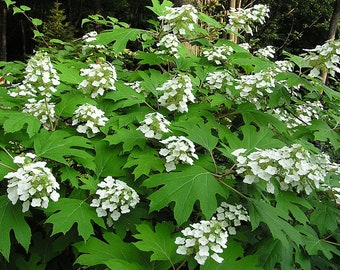 Oak Leaf Hydrangea (Hydrangea quercifolia)