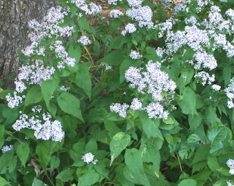Blue Wood Aster (Symphyotrichum cordifolium)