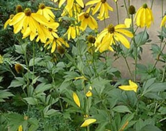 Cutleaf coneflower (Rudbeckia laciniata)