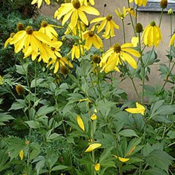 Brauner Sonnenhut (Rudbeckia laciniata)