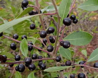 Inkberry (Ilex glabra) 3-pack of tubelings