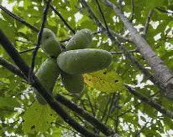 Pawpaw (Asimina triloba) 3 pack