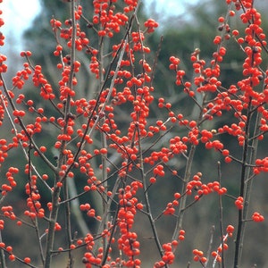 Winterberry Holly (Ilex verticillata) 3-pack tubelings