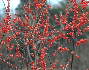 Winterberry Holly (Ilex verticillata) 3-pack tubelings