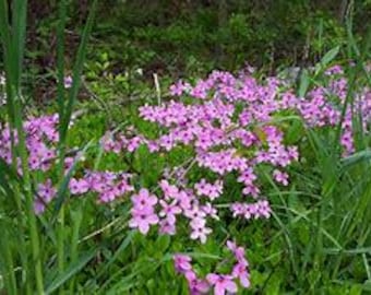 Creeping phlox (Phlox stolonifera)