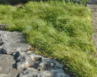 Texas sedge (Carex texensis)