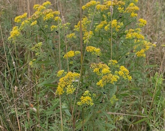 Grass-leaved goldenrod (Euthamia graminifolia)