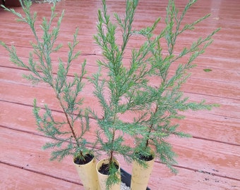 Eastern Red Cedar (Juniperus virginiana) 3 pack "tubelings"