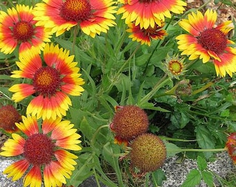 Blanket flower (Gaillardia pulchella)