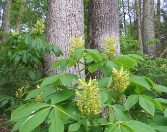 Painted Buckeye (Aesculus sylvatica)