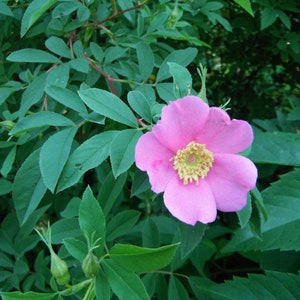 Swamp rose (Rosa palustris) 3-pack tubelings