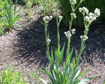 Rattlesnake master (Eryngium yuccifolium)