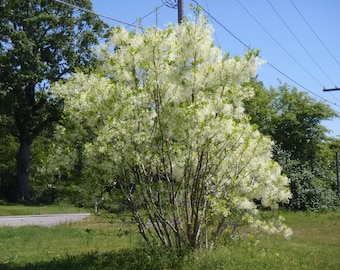 American Fringetree (Chionanthus virginicus)