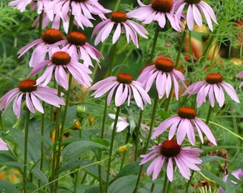 Purple Coneflower (Echinacea purpurea)