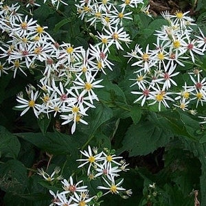 May include: A cluster of white aster flowers with yellow centers and thin, delicate petals. The flowers are surrounded by dark green leaves, creating a contrast of colors and textures. The image showcases the natural beauty of the aster plant.