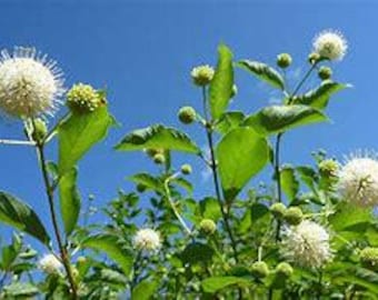 Buttonbush (Cephalanthus occidentalis)