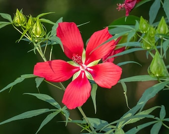 Scarlet Rose Mallow (Hibiscus coccineus)