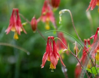 Eastern Columbine (Aquilegia canadensis)